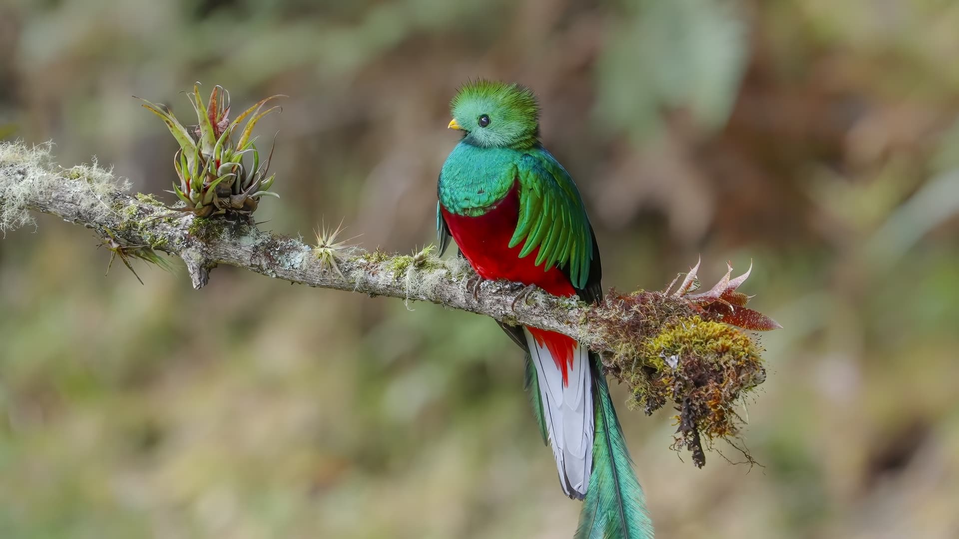 Resplendent Quetzal: Guatemala's emblematic bird